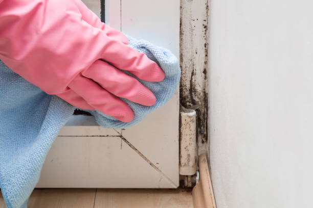 Best Certified Mold Removal  in Council Bluffs, IA